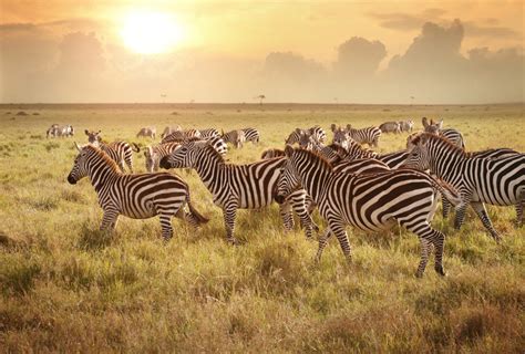 Zebra herd's amazing journey through Africa | AOL Features