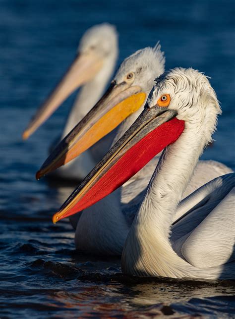 Dalmatian Pelicans of Greece - Betws Railway Station