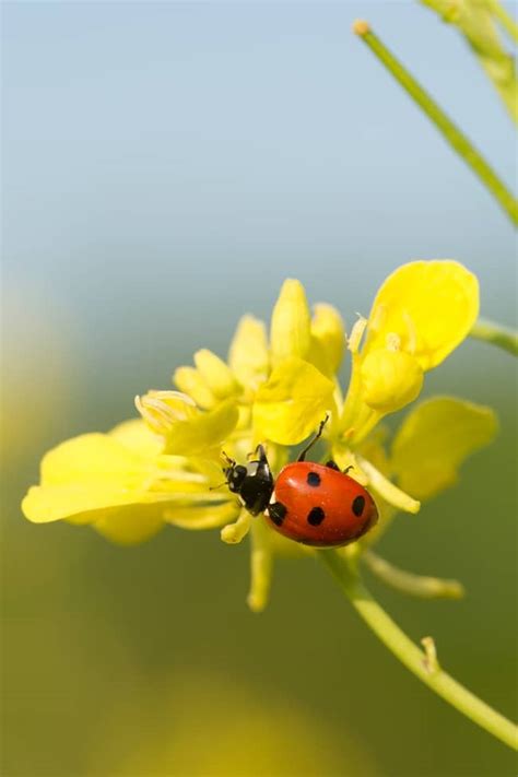 Are Ladybugs Good Luck? Orange, Yellow and Black in House