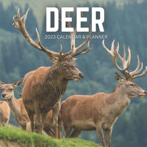 Buy DEER & PLANNER 2023: Whitetail Deers Book Contains : Monthly ...