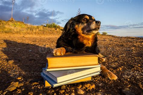 Cute dog with books 17166446 Stock Photo at Vecteezy