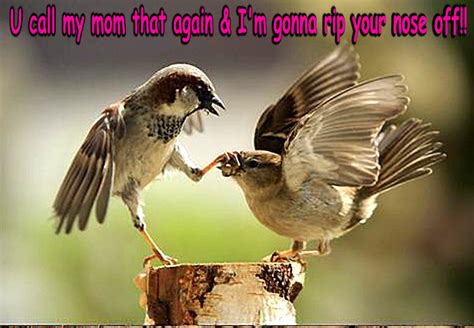 bird funny - Animal Humor Photo (19945279) - Fanpop