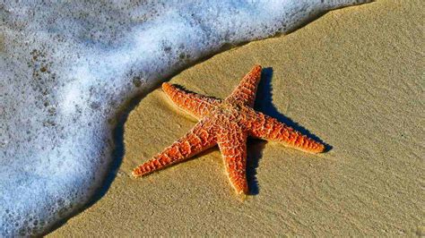 Starfish: Rare fossil helps answer the mystery of how they evolved arms – Firstpost