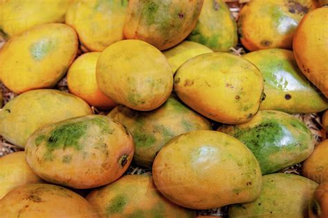 Full frame image of pile of yellow mangoes - Stock Photo - Dissolve