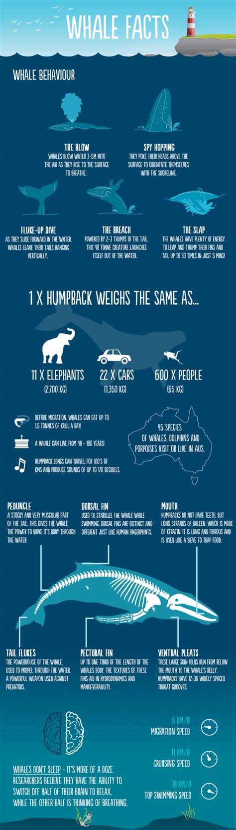 Whale Facts That Will Blow Your Mind | Daily Infographic