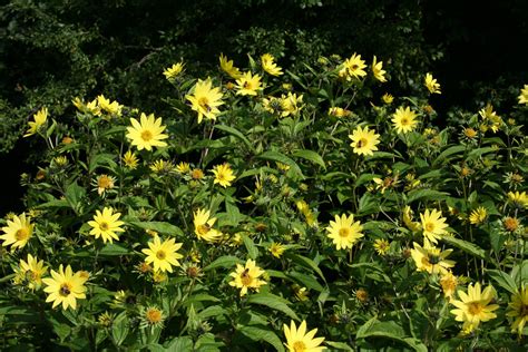 Helianthus 'Lemon Queen' – Ballyrobert Gardens