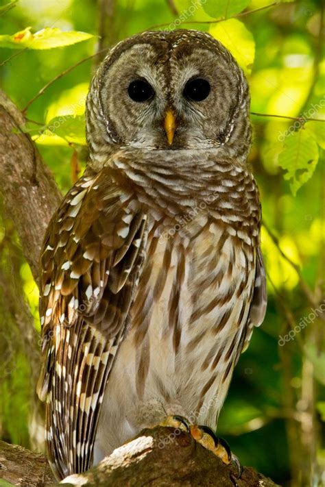 Barred Owl (Strix varia) Stock Photo by ©raptorcaptor 10505407