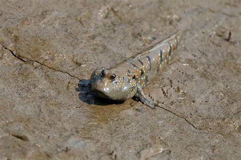 Premium Photo | Mudskipper Amphibious fish Oxudercinae in Thailand