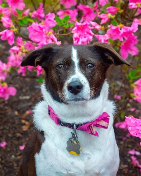 Brittany Spaniel Mixes: 21 Beautiful Crossbreeds