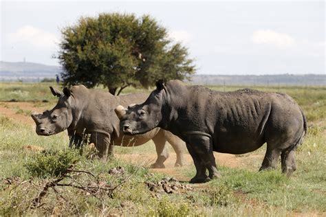 Rare Black Rhino Kills Conservationist Who Brought Extinct Species Back to Rwanda - Newsweek