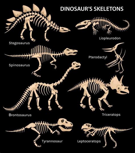 Dinosaur Skeletons Black Set | Dinosaur skeleton, Dinosaur images ...