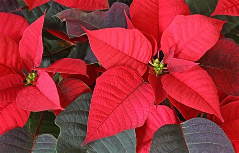 7 Expert Tips on How to Care for Poinsettias - Home, Garden and Homestead