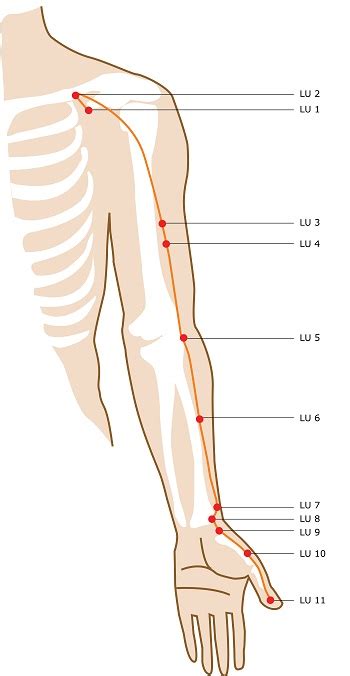 Lung Meridian Acupuncture Points