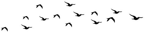 a flock of birds flying across a white sky