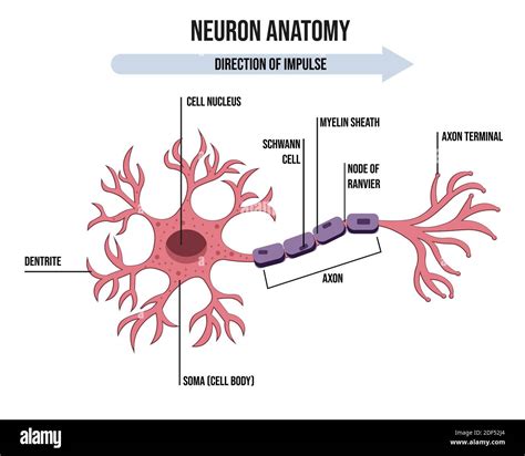 Illustration De Lanatomie De Neurone Structure Infographie Vectorielle ...