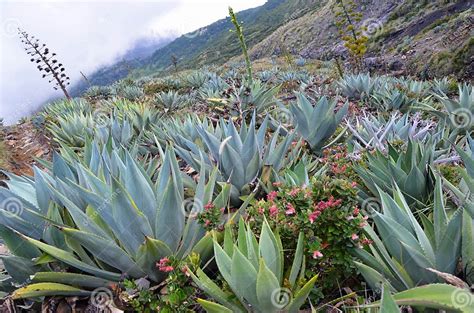 Exotic Cactus Flowers stock image. Image of bushes, jungle - 35488479