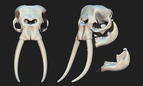 African Elephant Skull - Loxodonta Africana - CNC and 3D model 3D printable | CGTrader