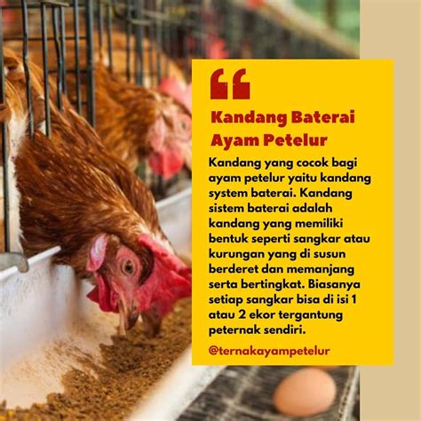 Bagaimana Peternak Ayam Petelur ?⁣... - Ternak Ayam Petelur