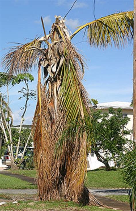 How to Care for Palms After the Storm | Gardening in the Panhandle