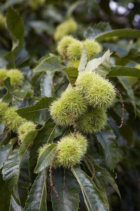 Gardening 101: Sweet Chestnut Tree - Gardenista