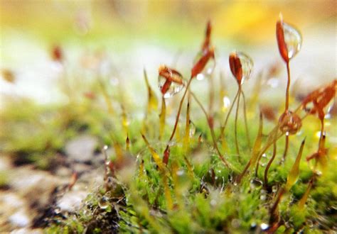 Moss | Macro shot of a moss growing on top of a concrete pil… | Flickr