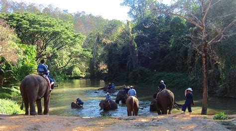 Elephant Conservation Center in Lampang, Thailand