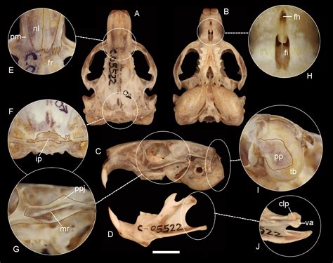 Species New to Science: [Mammalogy • 2020] Uncovering the Species Diversity of Subterranean ...