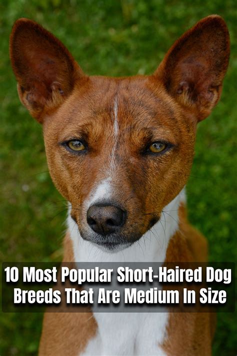 Medium Sized Short Hair Dog Breeds - lema