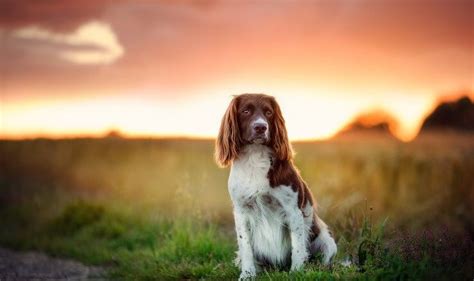 45+ Good Names for Springer Spaniels