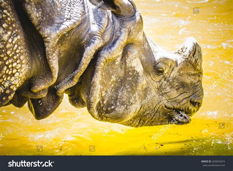 Indian Rhino With Huge Horn And Armor Skin Stock Photo 203054674 : Shutterstock