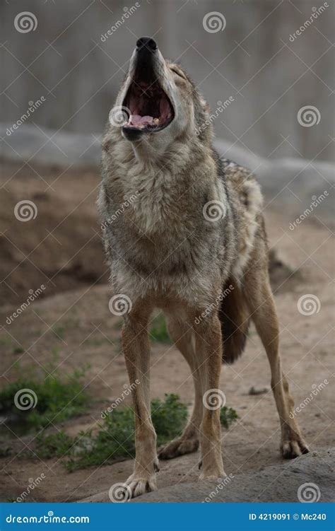 The howling wolf stock image. Image of wolf, wildlife - 4219091