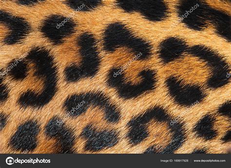 Close up Tiger — Stock Photo © Appstock #169917928