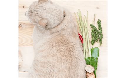 Best Cat Food By Ingredients - Pet Food Site