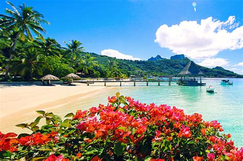 Bora Bora Tahiti Flowers Stock Photo - Download Image Now - iStock