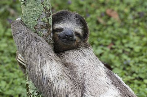 Why do sloths move so slowly? – Productivity Hub