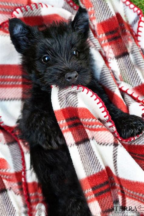 Foto Nomad | Scottish terrier puppy, Scottie puppies, Cairn terrier puppies