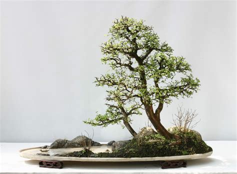 Penjing Bonsai-So tranquil-Wish i could create like this | BONSAI | Pinterest | Bonsai, Create ...