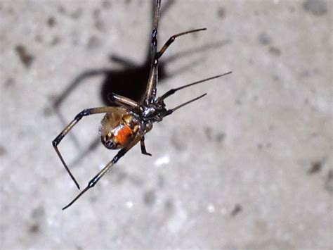 Black widow in my Florida home garage Garage House, Florida Home, Black ...