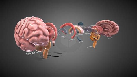 3D Brain Anatomy - Buy Royalty Free 3D model by 3D4SCI [36870e0] - Sketchfab Store