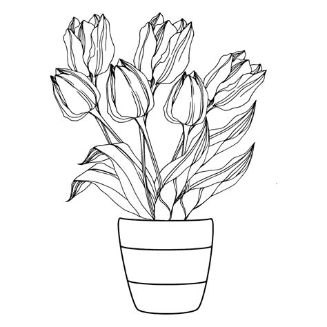 Tulip - Coloring Pages