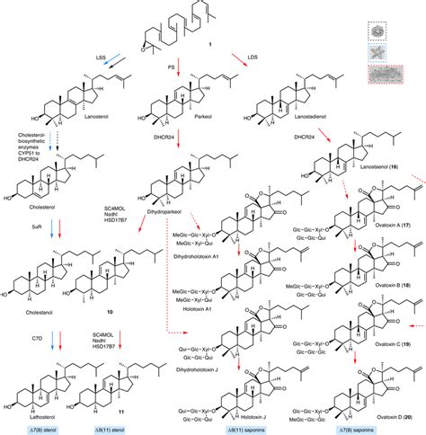 Sea cucumbers synthesize diverse triterpene saponins and unusual... | Download Scientific Diagram