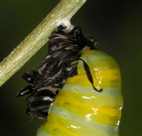 All of Nature: Monarch Caterpillar Changes to Chrysalis