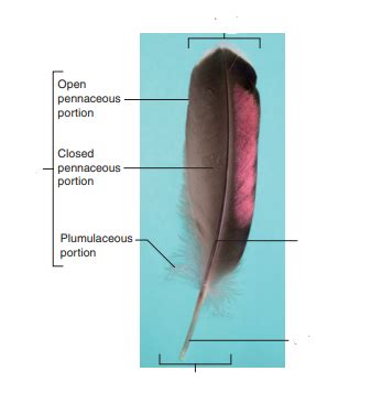 Bird feather terms Diagram | Quizlet