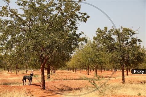 Image of Dog Standing In a Barren Land-VQ711491-Picxy