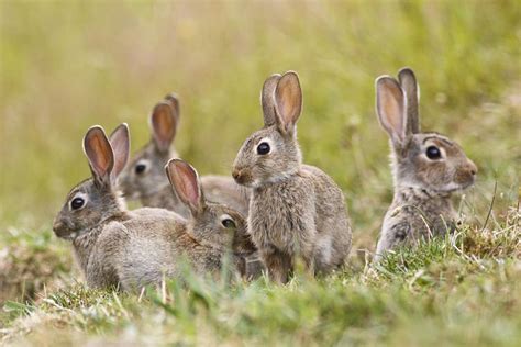 15 facts about Bunnies | Novel Updates Forum