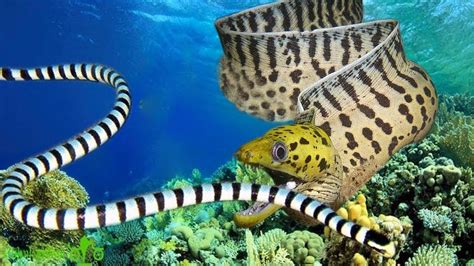You should watch this dramatic video – Sea Snake Attacks Moray Eel How will it end - POBSE