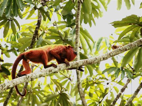 Guyana 2012 - KES Wildlife