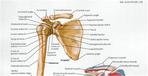 Infraglenoid Tubercle Of Scapula