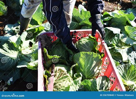 Harvesting cabbage. stock photo. Image of grow, fresh - 236709840