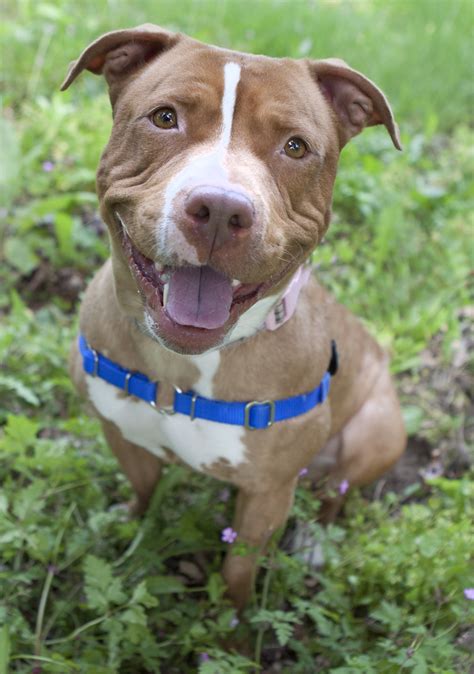 Shelter Dogs of Portland: "MAYBELLE" gorgeous red and white Pitbull